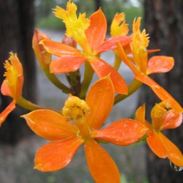 Crucifix Orchid in the GardenTags plant encyclopedia