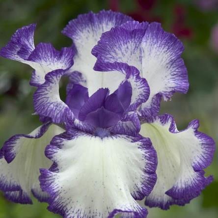 Bearded Iris Rare Treat (Tall) in the GardenTags plant encyclopedia