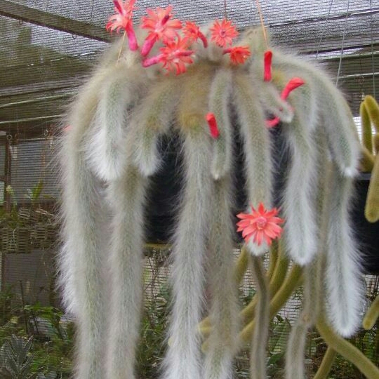 Monkey Tail Cactus in the GardenTags plant encyclopedia