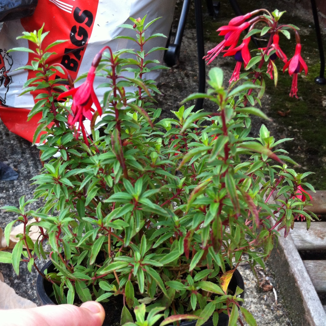 Fuchsia David in the GardenTags plant encyclopedia