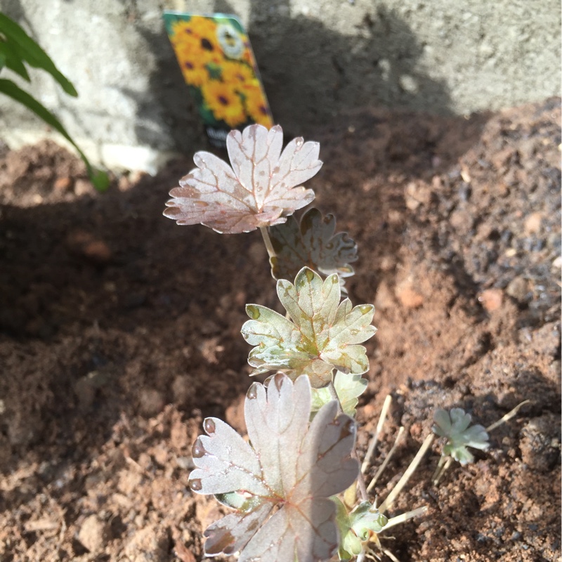 Geranium Chocolate Candy in the GardenTags plant encyclopedia