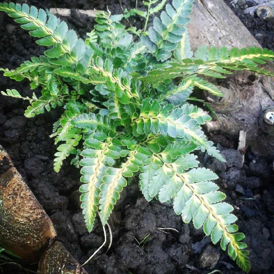 East Indian Holly Fern in the GardenTags plant encyclopedia