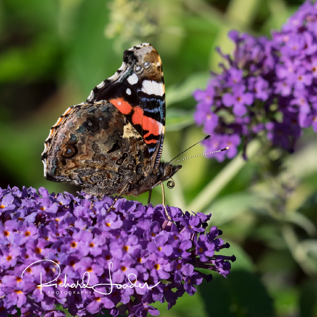 Butterfly Bush Buzz Sky Blue in the GardenTags plant encyclopedia