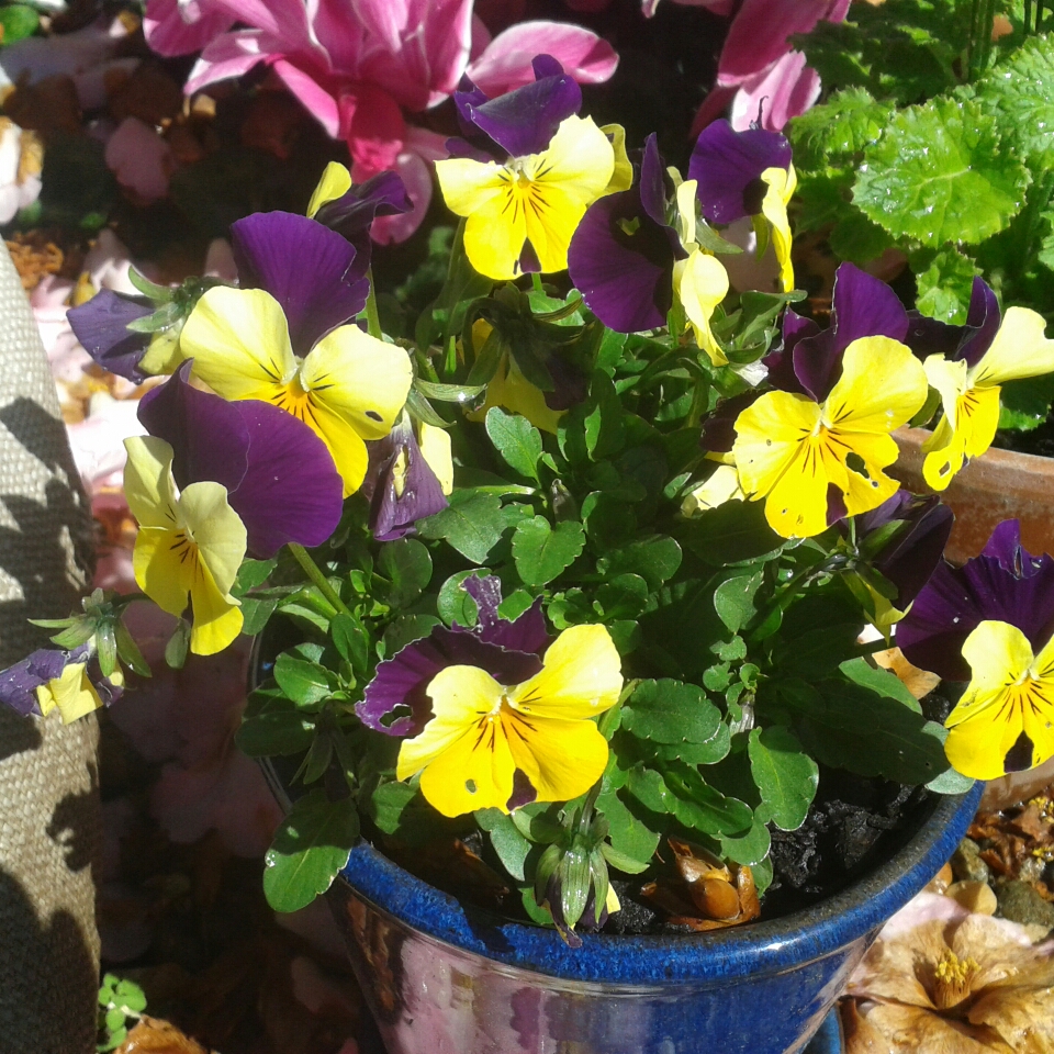 Horned Pansy Penny™ Yellow Jump Up in the GardenTags plant encyclopedia