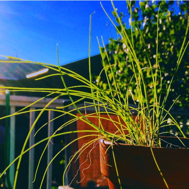 Spring Onion Evergreen Bunching in the GardenTags plant encyclopedia