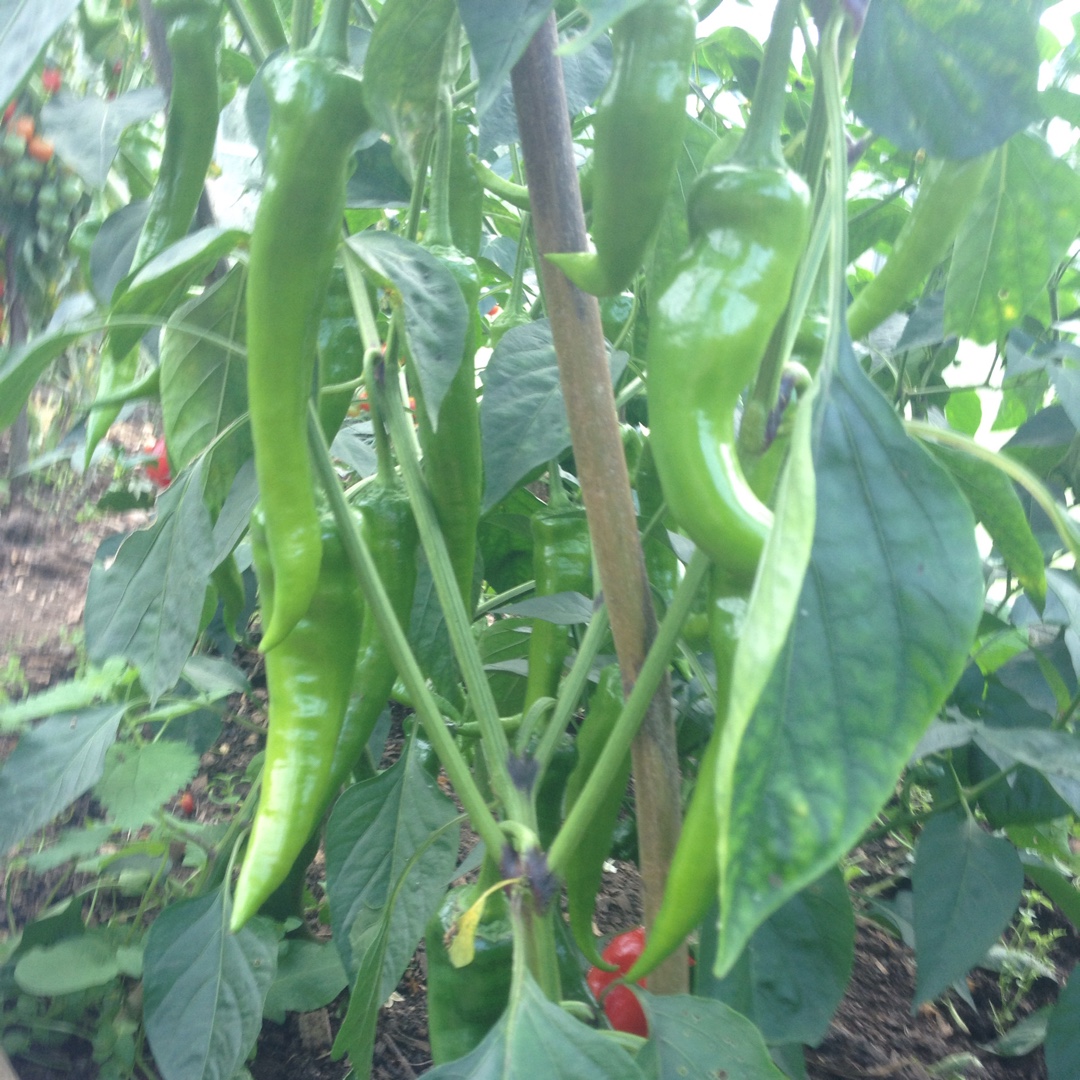 Chilli Pepper Rakita in the GardenTags plant encyclopedia