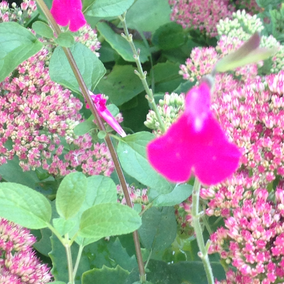 Salvia Annabel in the GardenTags plant encyclopedia