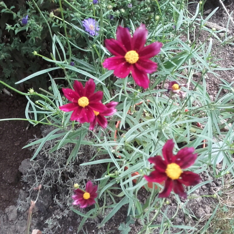 Tickseed Big Bang Mercury Rising in the GardenTags plant encyclopedia