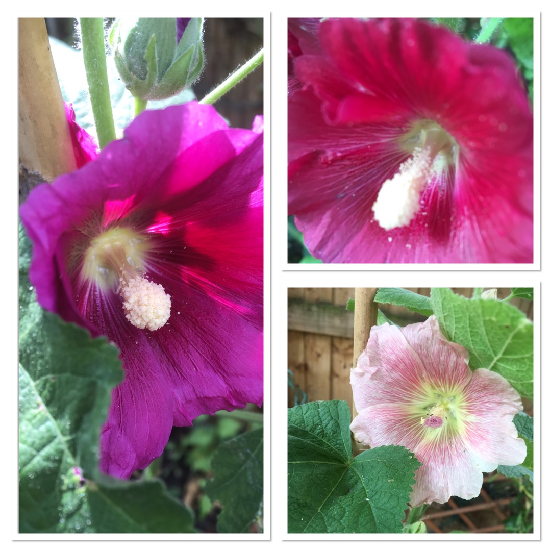 Hollyhock Summer Carnival Group in the GardenTags plant encyclopedia