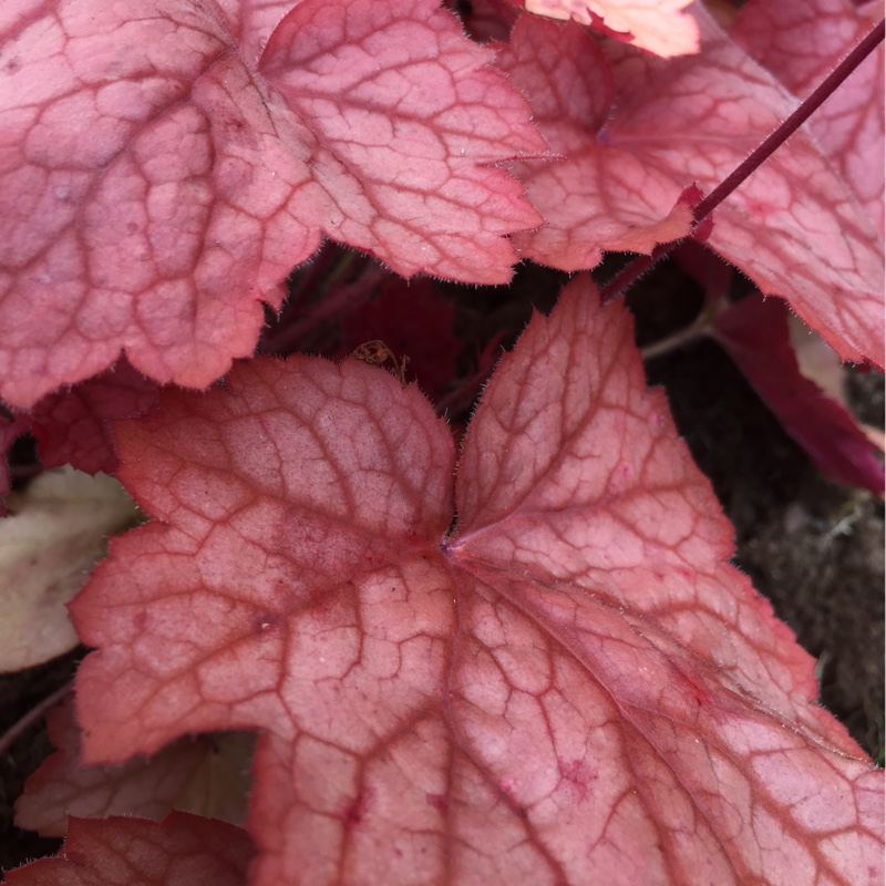 Alumroot Georgia Peach in the GardenTags plant encyclopedia