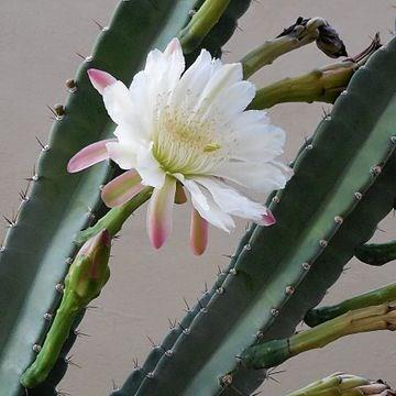 Cactus cereus hildmannianus in the GardenTags plant encyclopedia