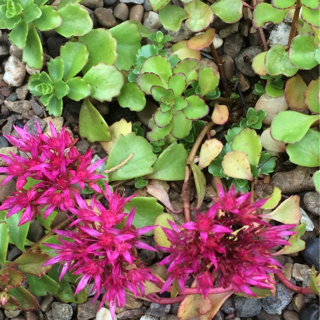 Caucasian Stonecrop in the GardenTags plant encyclopedia