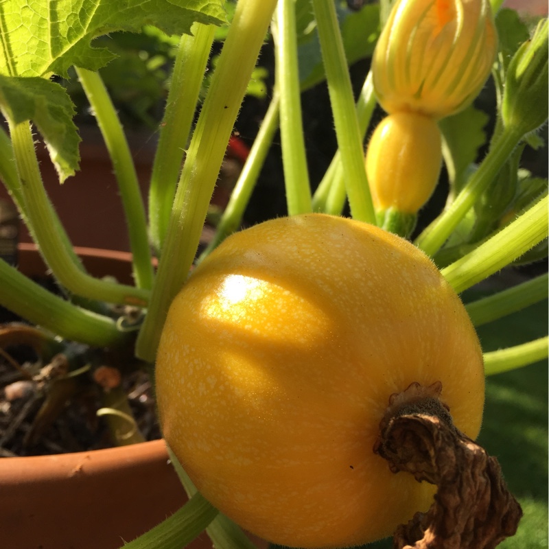 Courgette Summer Ball in the GardenTags plant encyclopedia