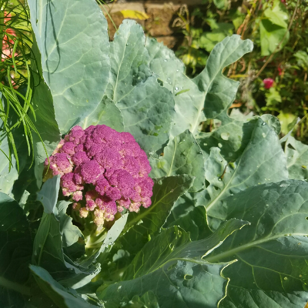 Cauliflower Di Sicilia Violetto in the GardenTags plant encyclopedia