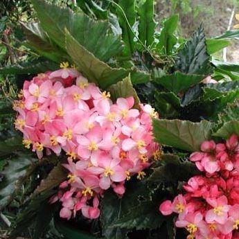 Cane Stemmed Begonia in the GardenTags plant encyclopedia