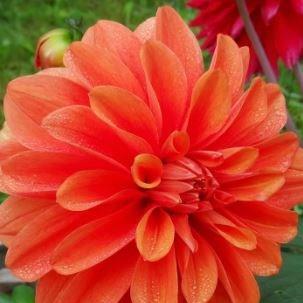 Dahlia Tangerine Dream in the GardenTags plant encyclopedia