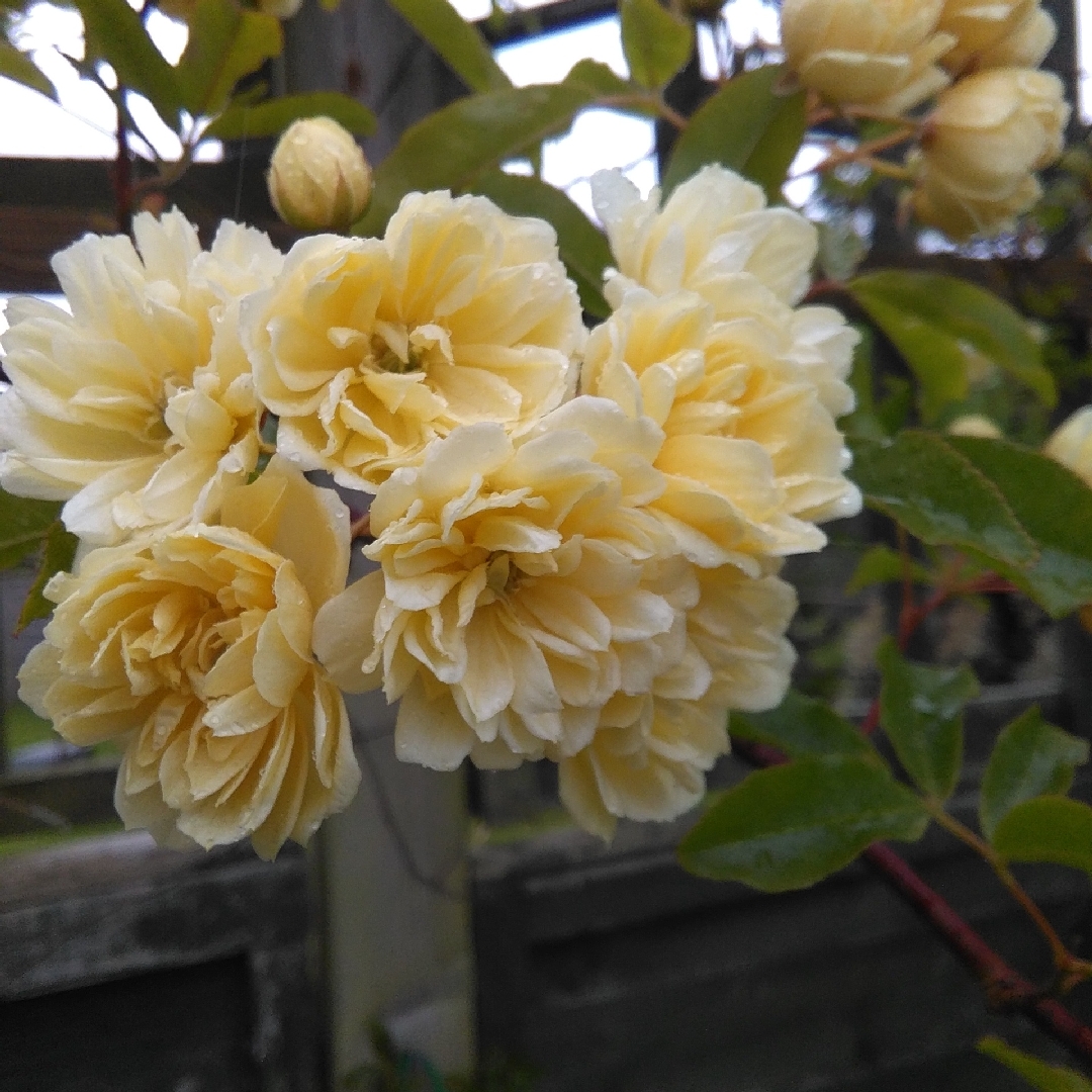 Dwarf Bergamot Balmy Rose in the GardenTags plant encyclopedia