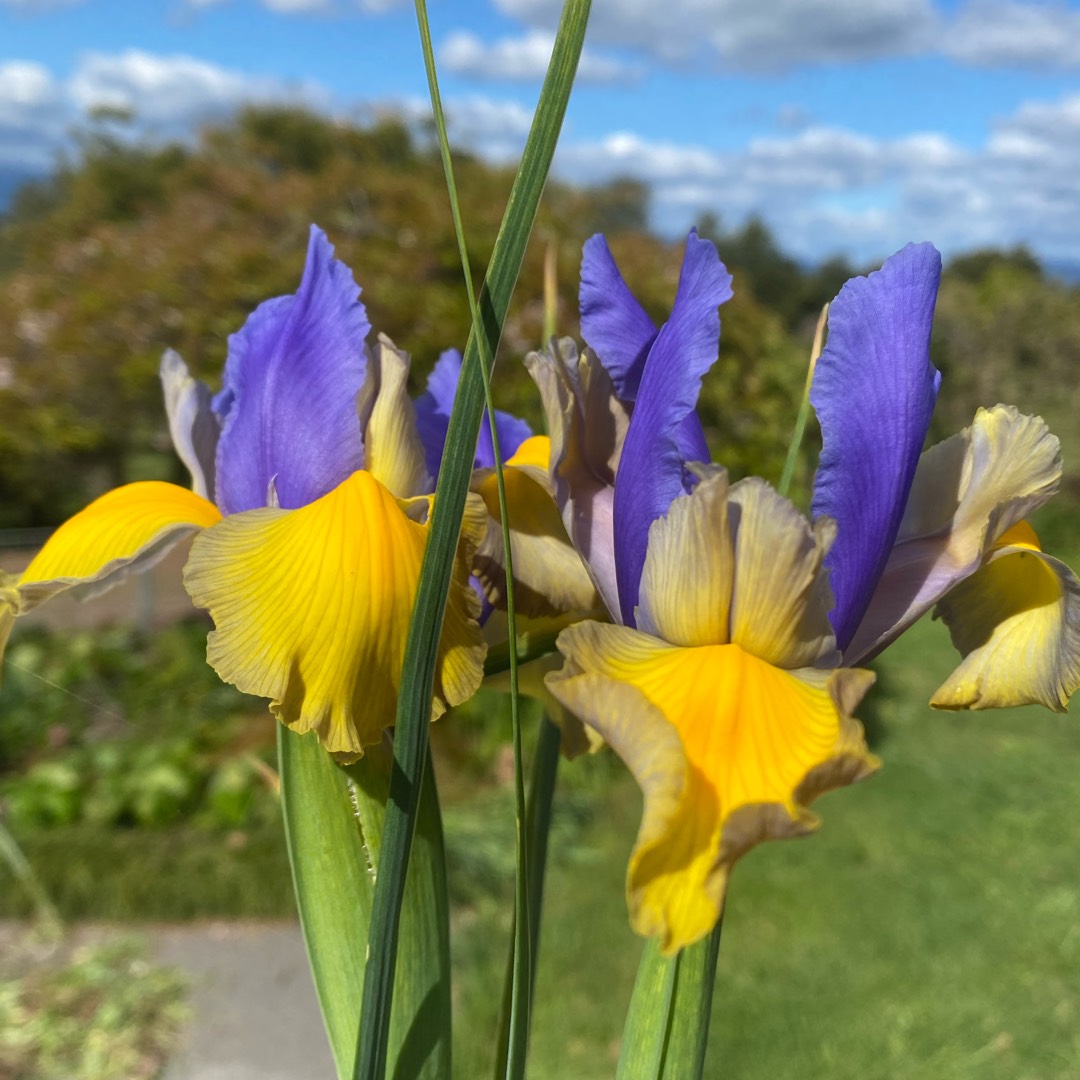 Dutch Iris Miss Saigon in the GardenTags plant encyclopedia