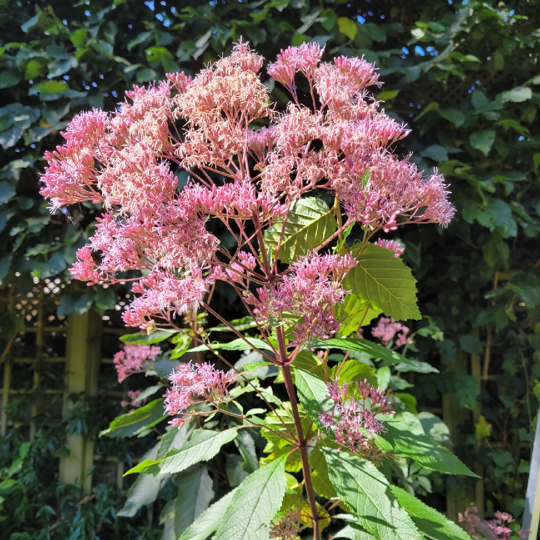 Joe Pye Weed in the GardenTags plant encyclopedia