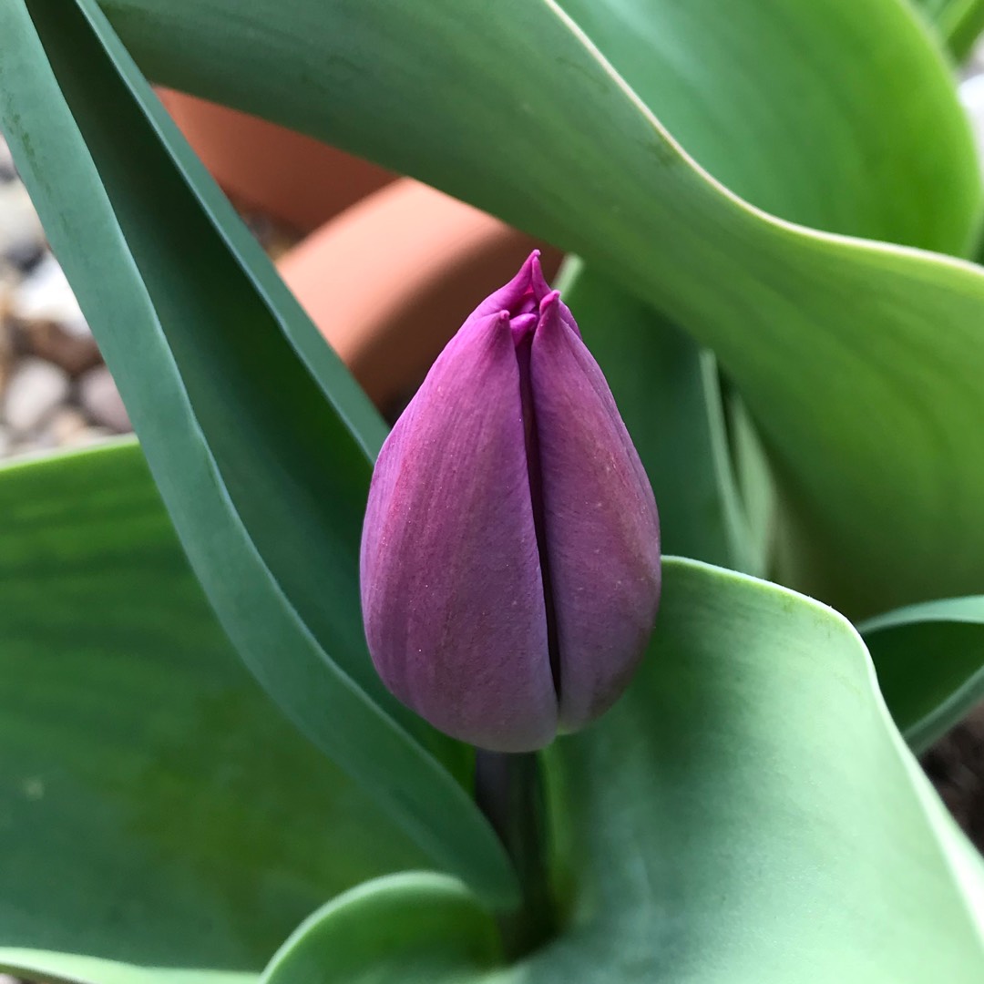 Tulip Purple Flag (Triumph) in the GardenTags plant encyclopedia