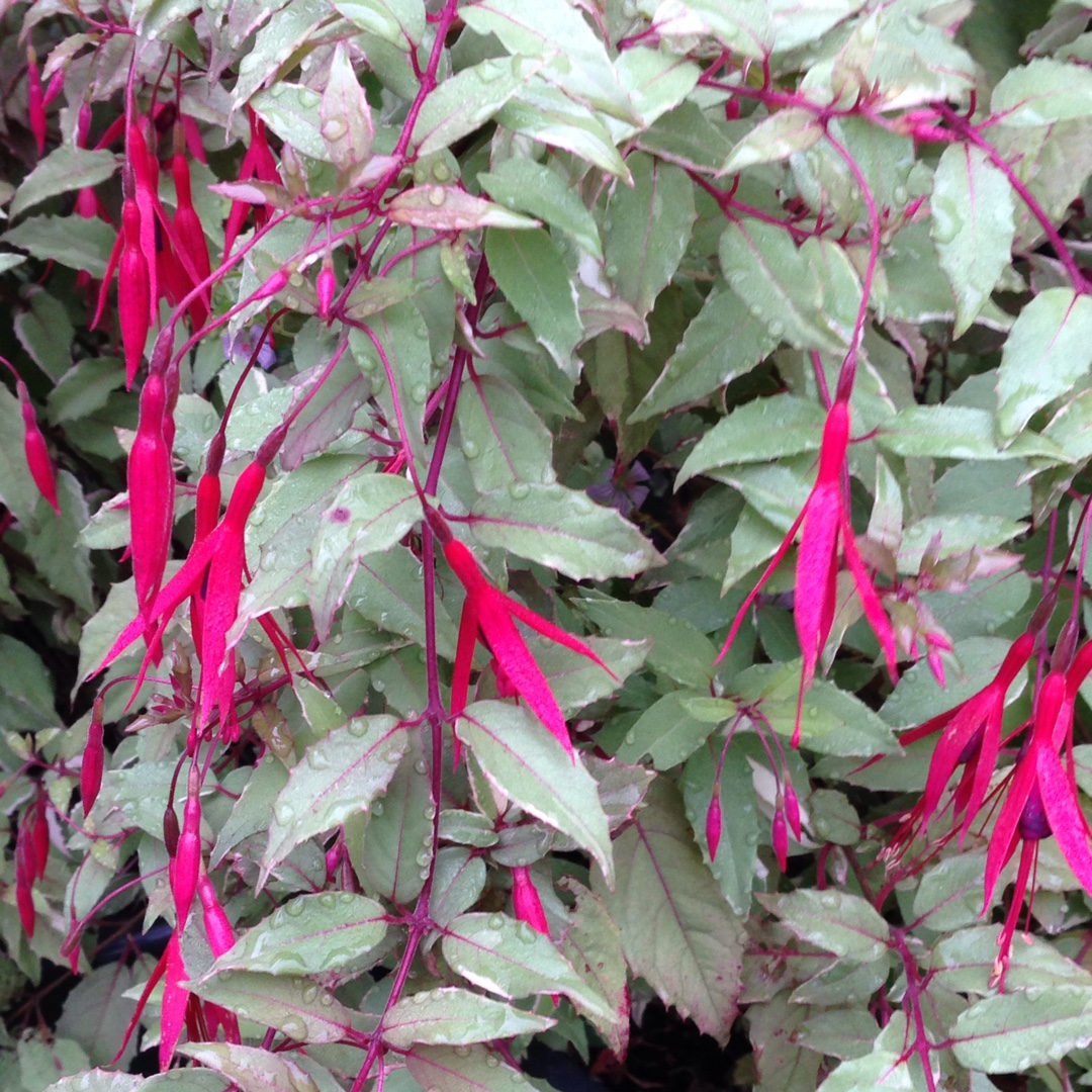 Fuchsia Versicolor in the GardenTags plant encyclopedia