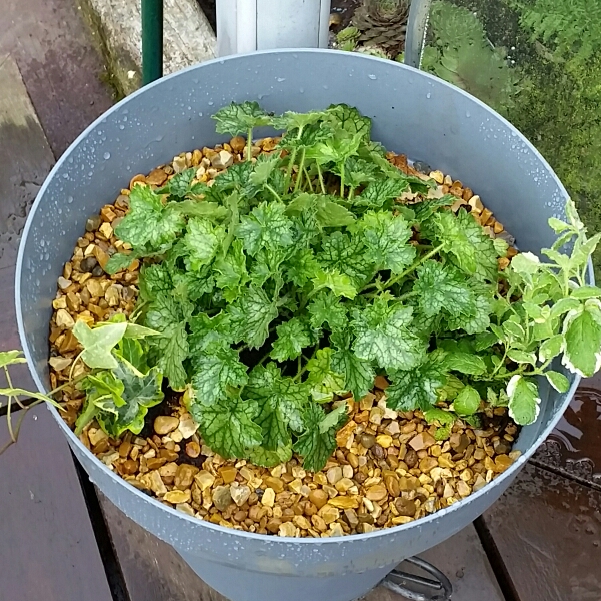 Alumroot Little Cutie Peppermint in the GardenTags plant encyclopedia