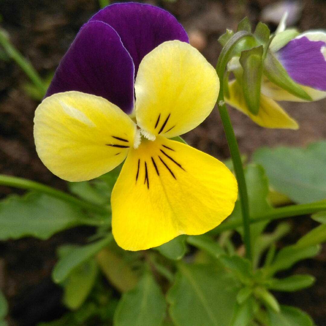 Pansy Sweeties (Mix) in the GardenTags plant encyclopedia