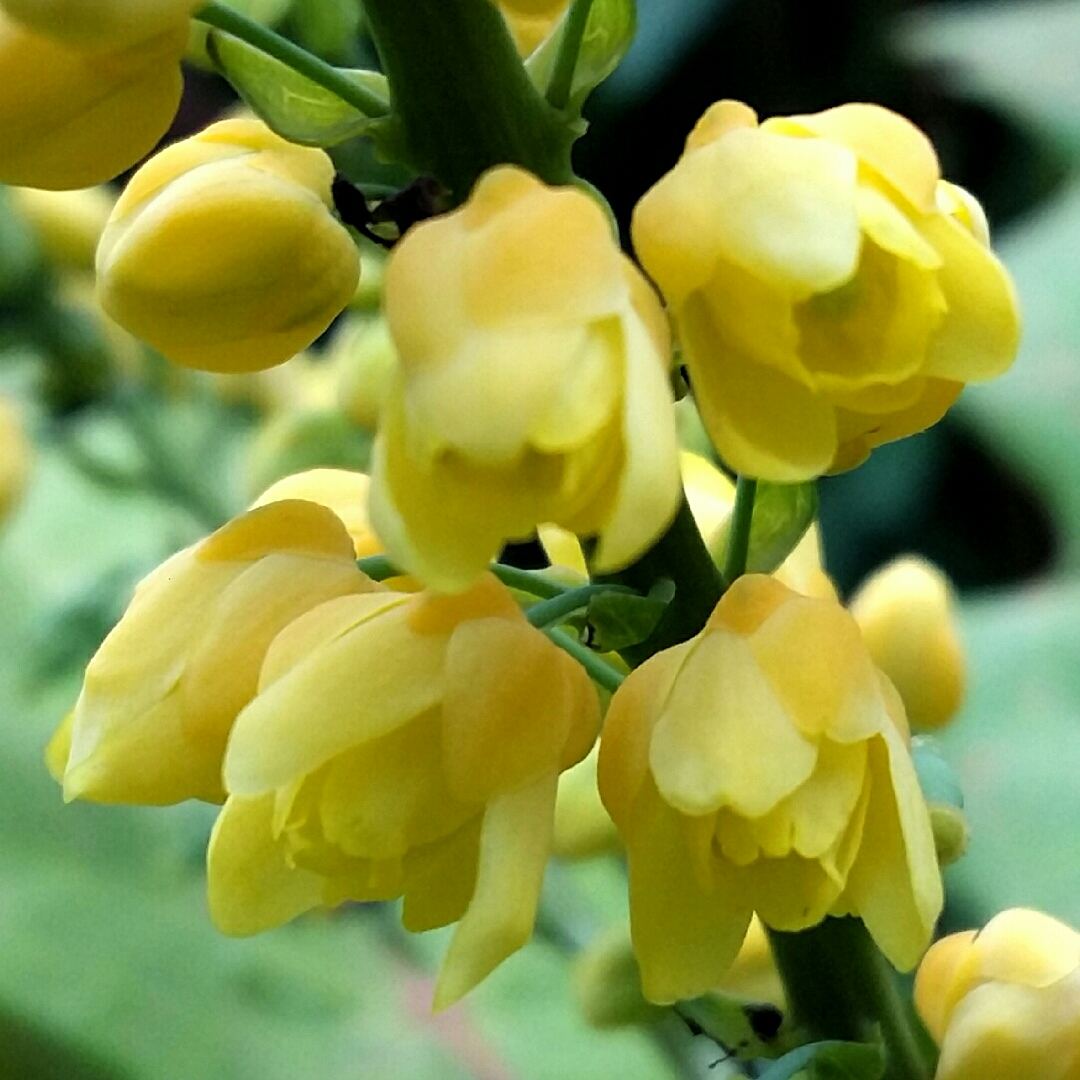 Oregon Grape Charity in the GardenTags plant encyclopedia