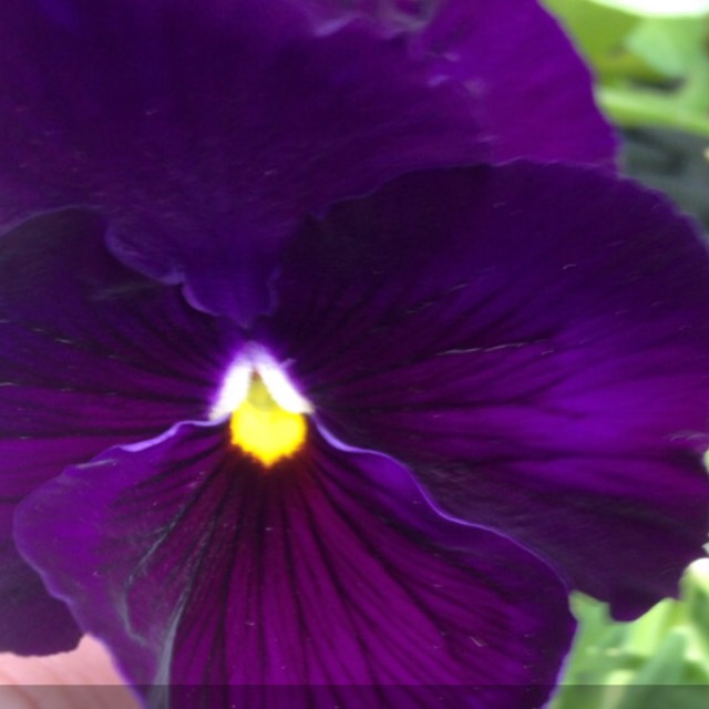 Horned Pansy Black Jack in the GardenTags plant encyclopedia