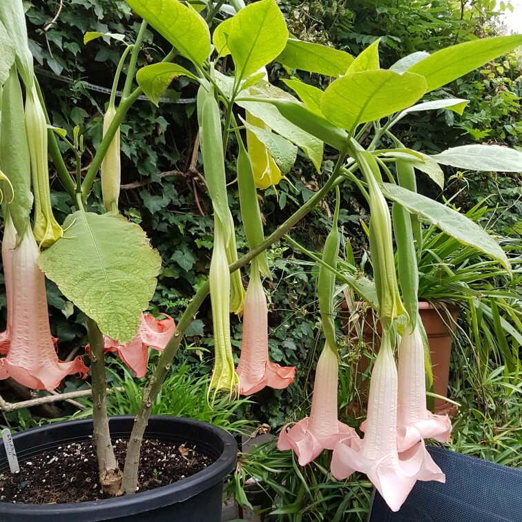 Angels Trumpet Ecuador Pink in the GardenTags plant encyclopedia