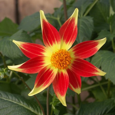 Dahlia Newquay in the GardenTags plant encyclopedia