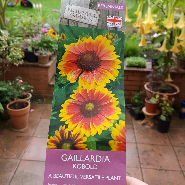 Blanket Flower Kobold in the GardenTags plant encyclopedia