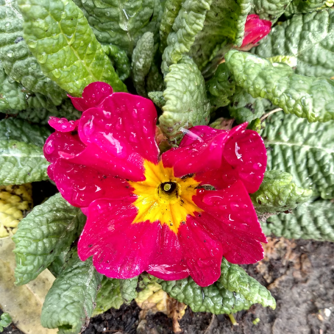 Primrose Rosebud Mix in the GardenTags plant encyclopedia