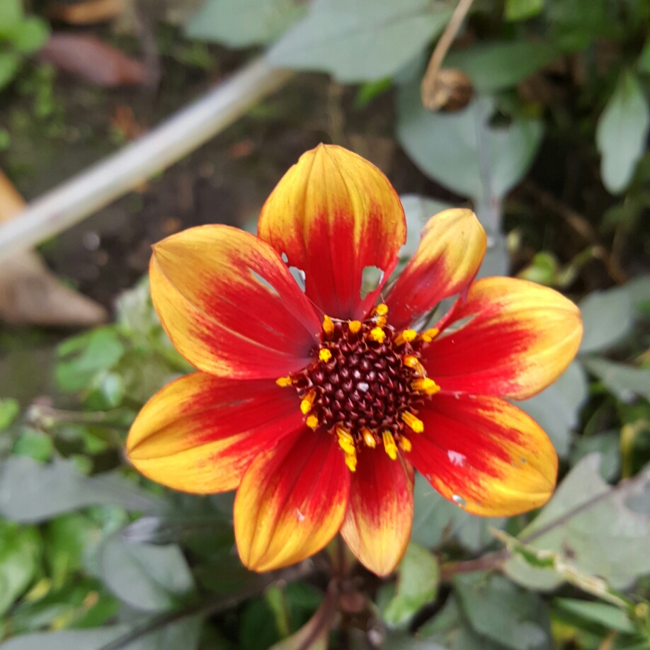 Dahlia Happy Days Bico (Bedding) in the GardenTags plant encyclopedia