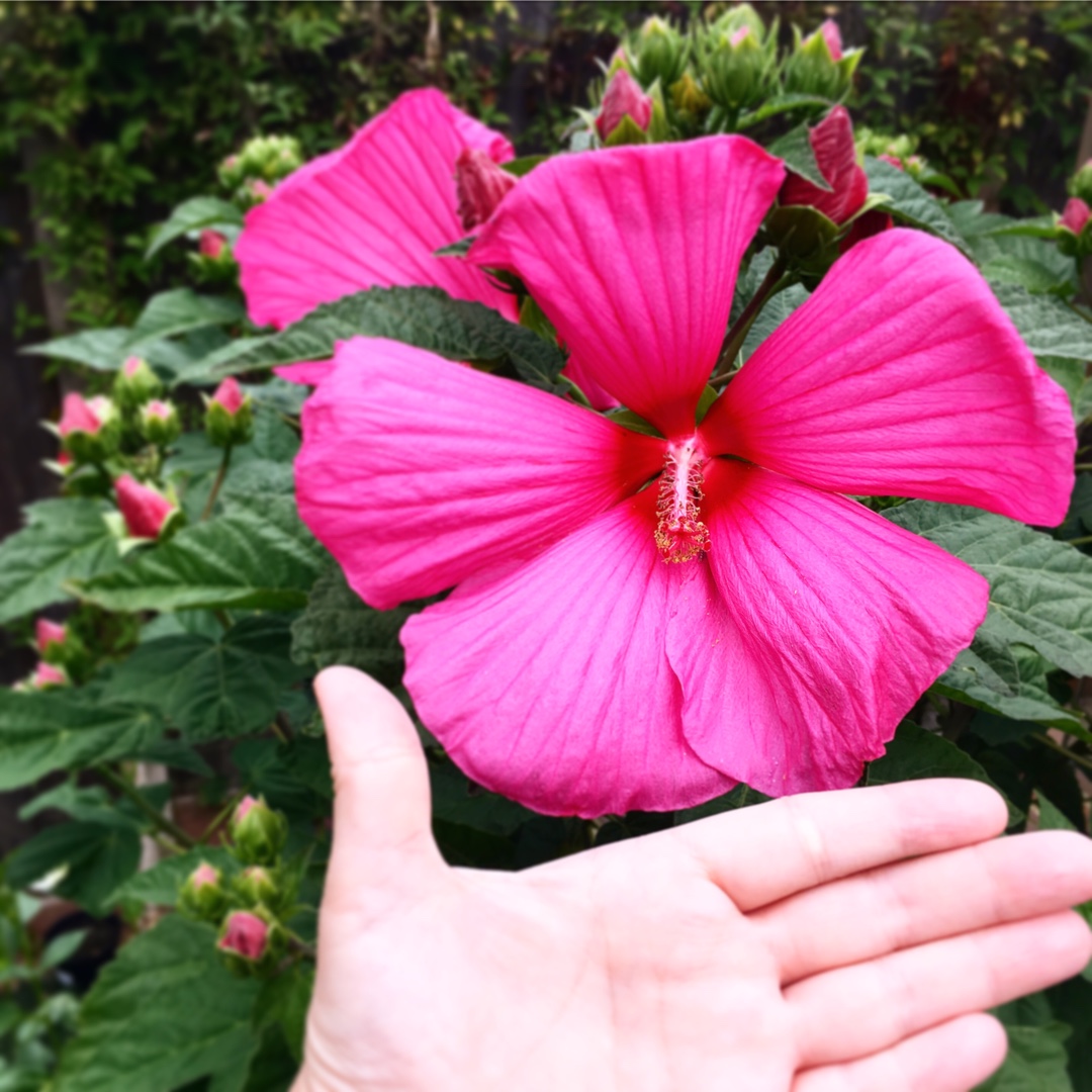 Hibiscus XXL in the GardenTags plant encyclopedia