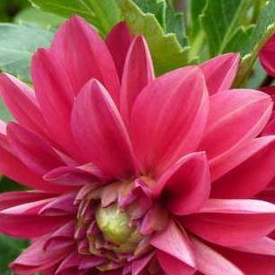 Dahlia Dalina Maxi Tampico in the GardenTags plant encyclopedia