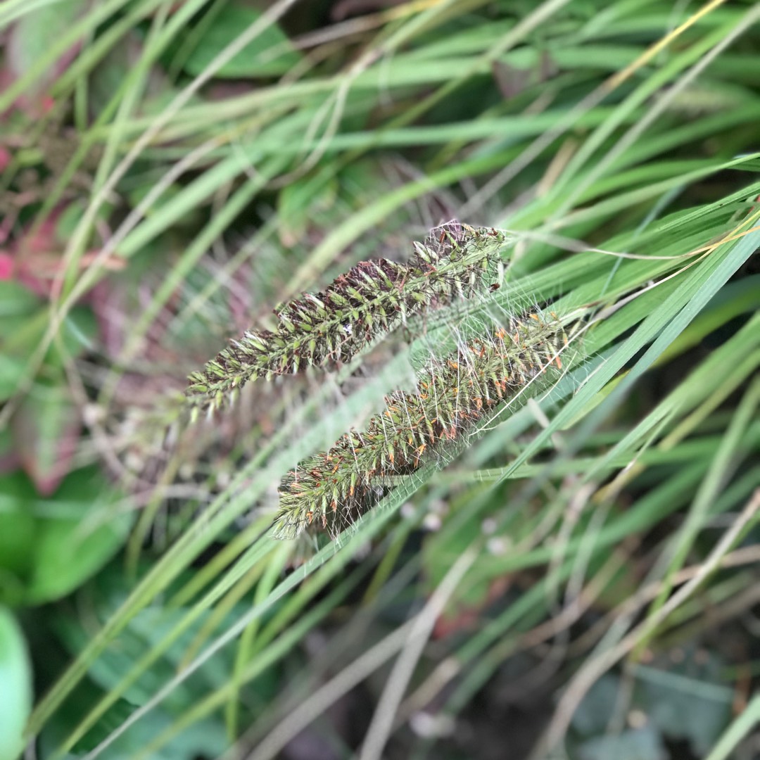 Pennisetum Viridescens in the GardenTags plant encyclopedia