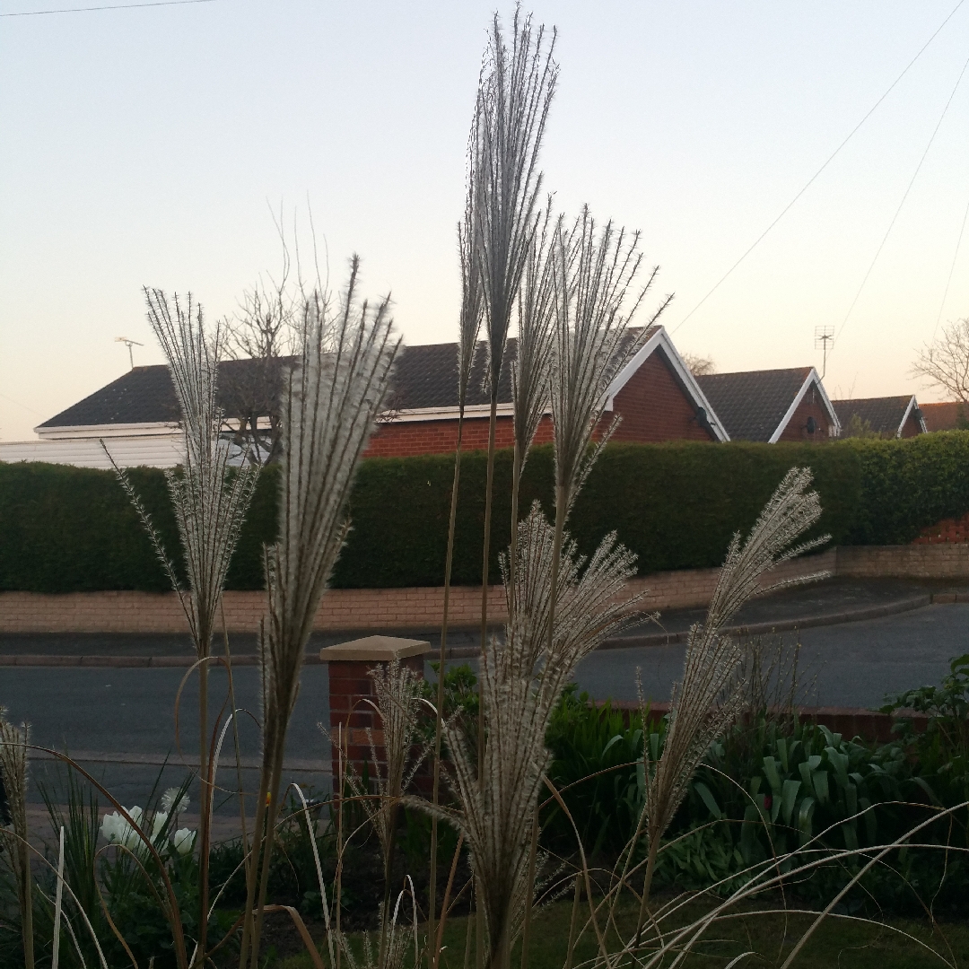 Silver Grass Ferner Osten in the GardenTags plant encyclopedia