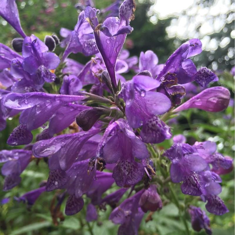 Hyssop Blue Blazes in the GardenTags plant encyclopedia