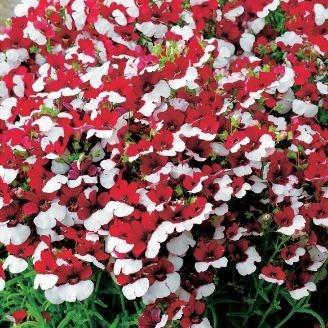 Nemesia St George in the GardenTags plant encyclopedia