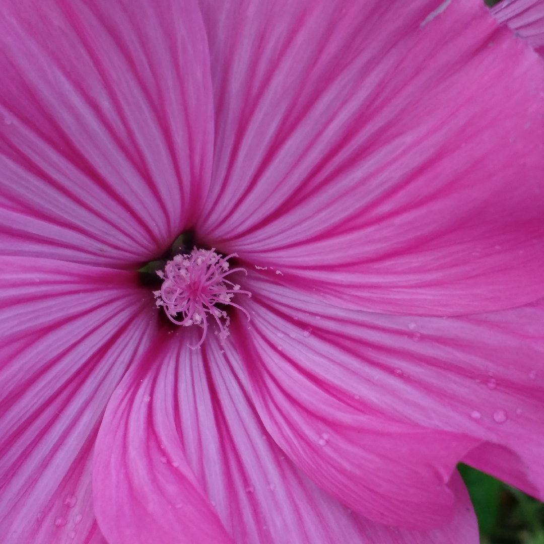 Annual Mallow Silver Cup in the GardenTags plant encyclopedia