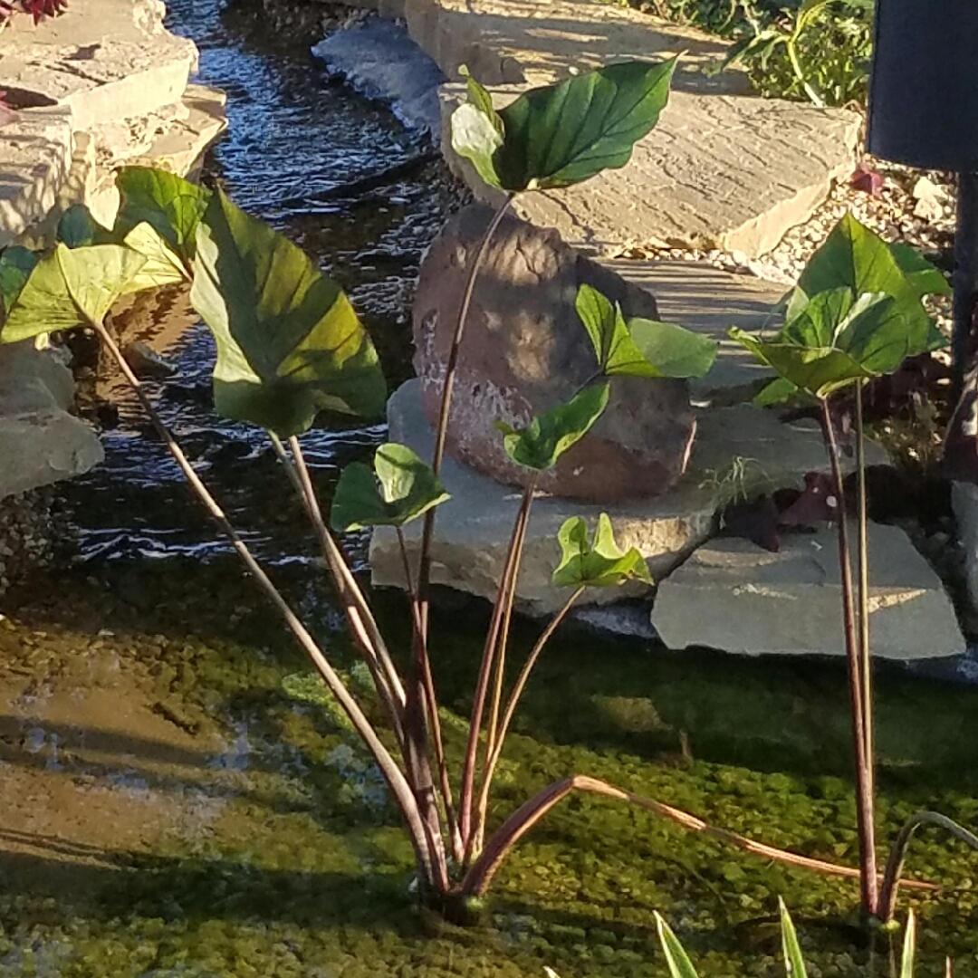 Elephant Ear Tea Cup in the GardenTags plant encyclopedia