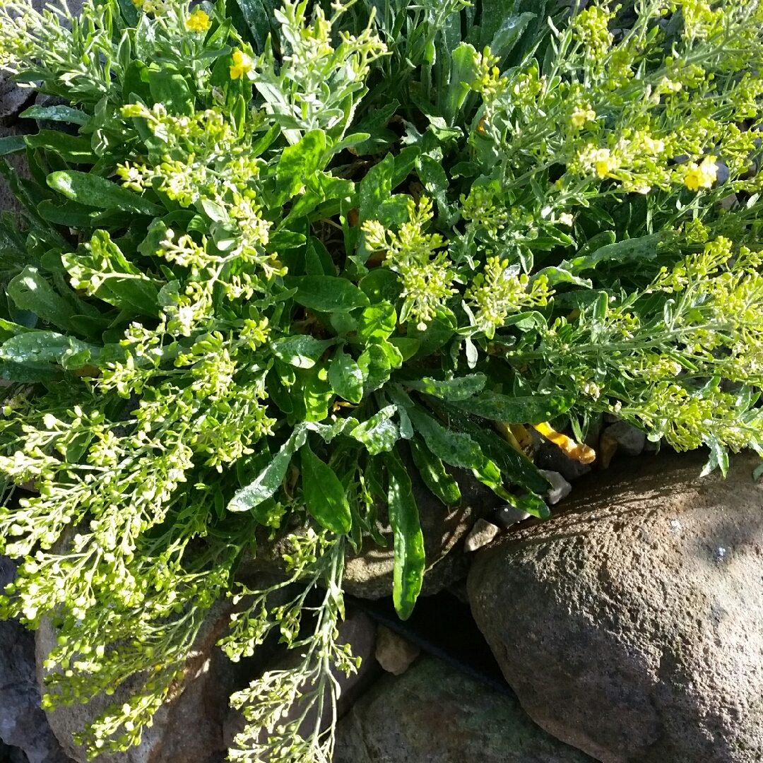 Basket Of Gold Goldkugel in the GardenTags plant encyclopedia