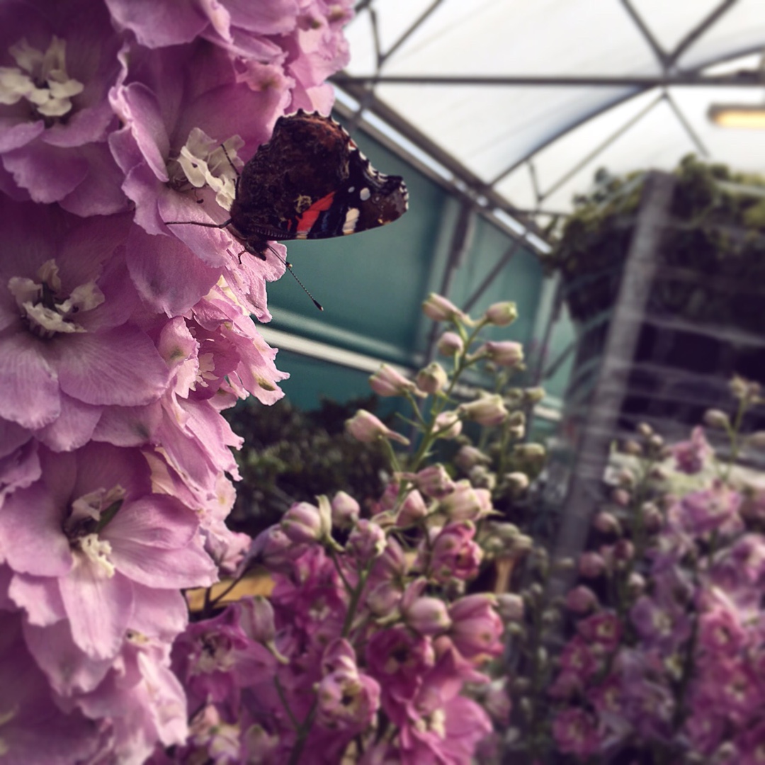 Delphinium Lilac Rose White Bee in the GardenTags plant encyclopedia