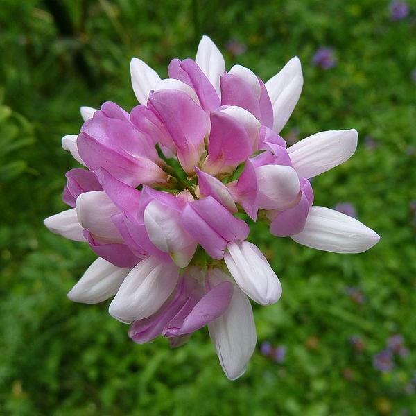 Crown Vetch in the GardenTags plant encyclopedia