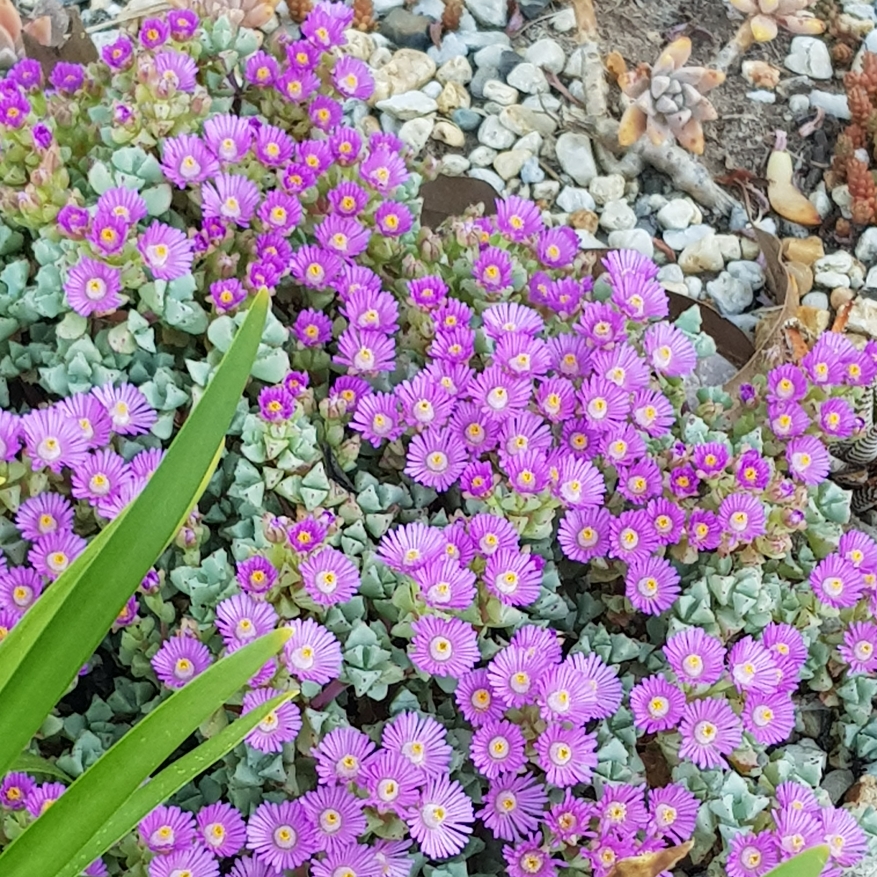 Oscularia deltoides syn. Lampranthus deltoides, Deltoid-leaved Dewplant ...