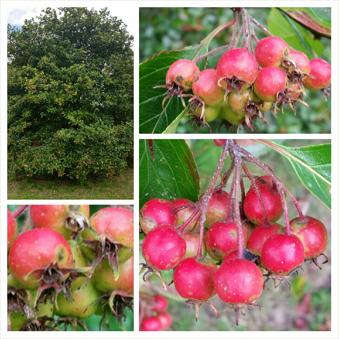 Broad-leaved cockspur thorn in the GardenTags plant encyclopedia