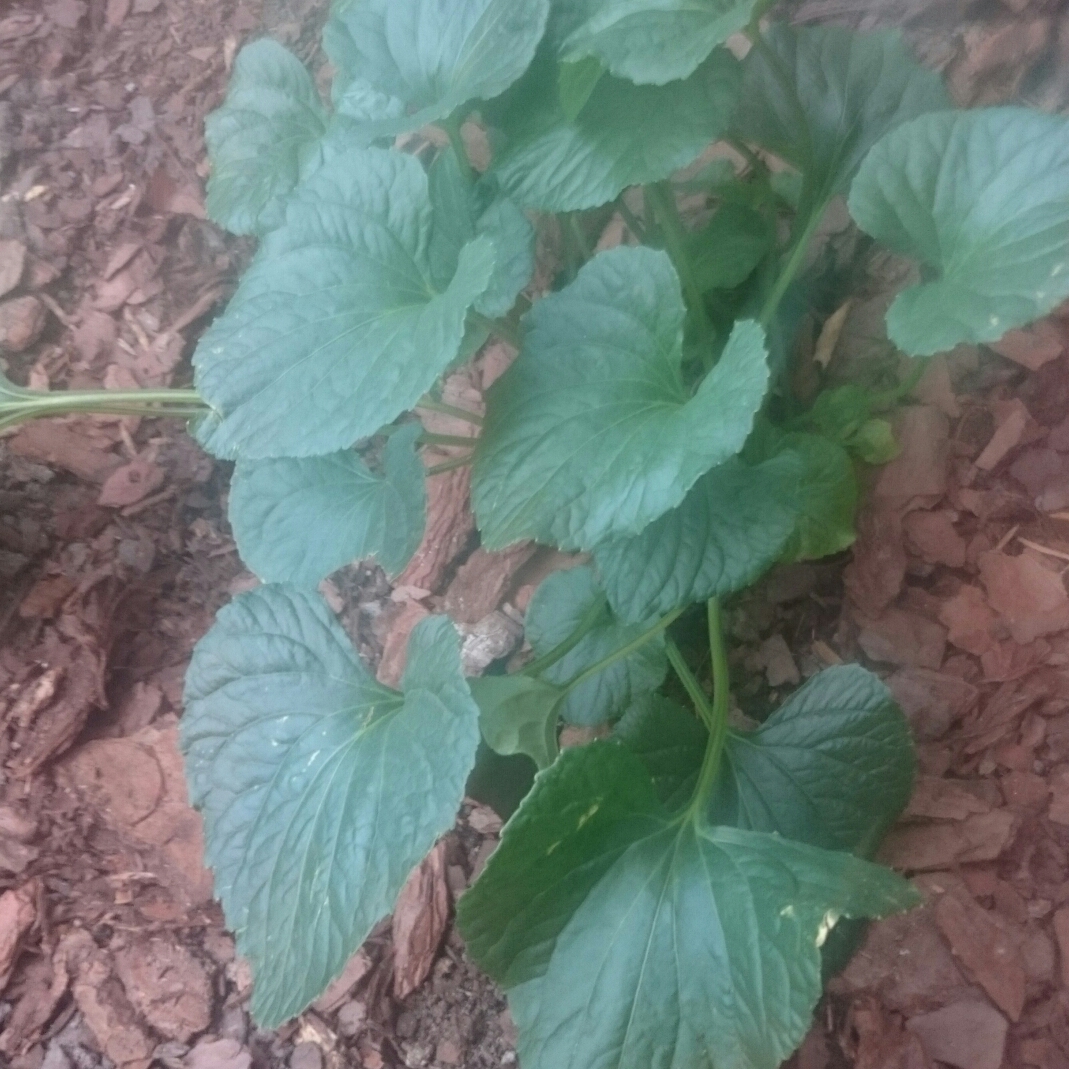 Sweet Violet White Czar in the GardenTags plant encyclopedia