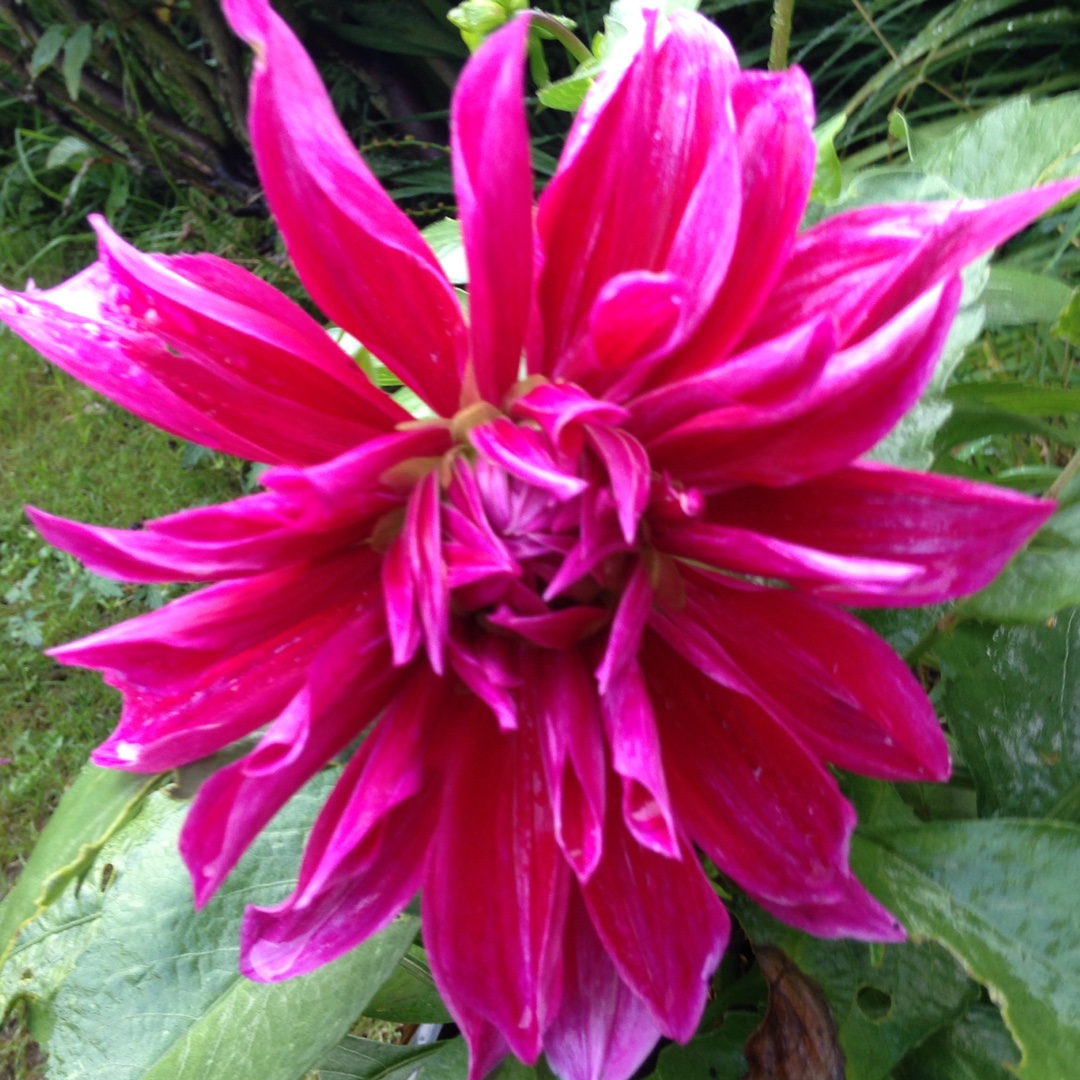 Dahlia Mero Star in the GardenTags plant encyclopedia