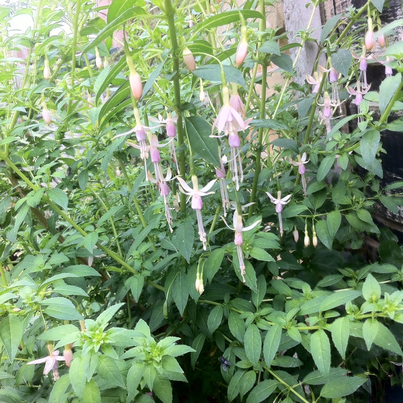 Hardy Pink Fuchsia Molinae in the GardenTags plant encyclopedia